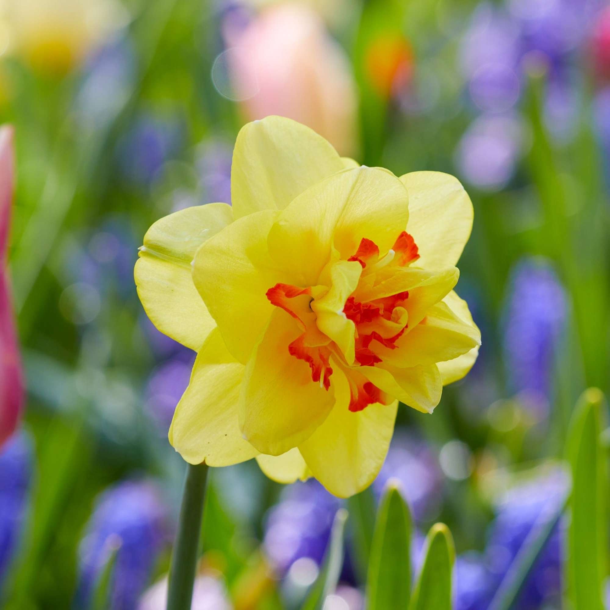 Narciss ‘Tahiti’